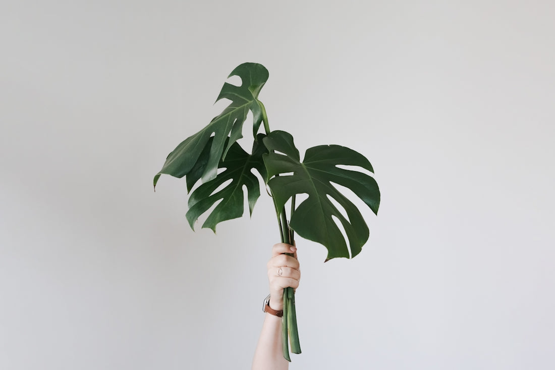 a person's hand holding a large green plant