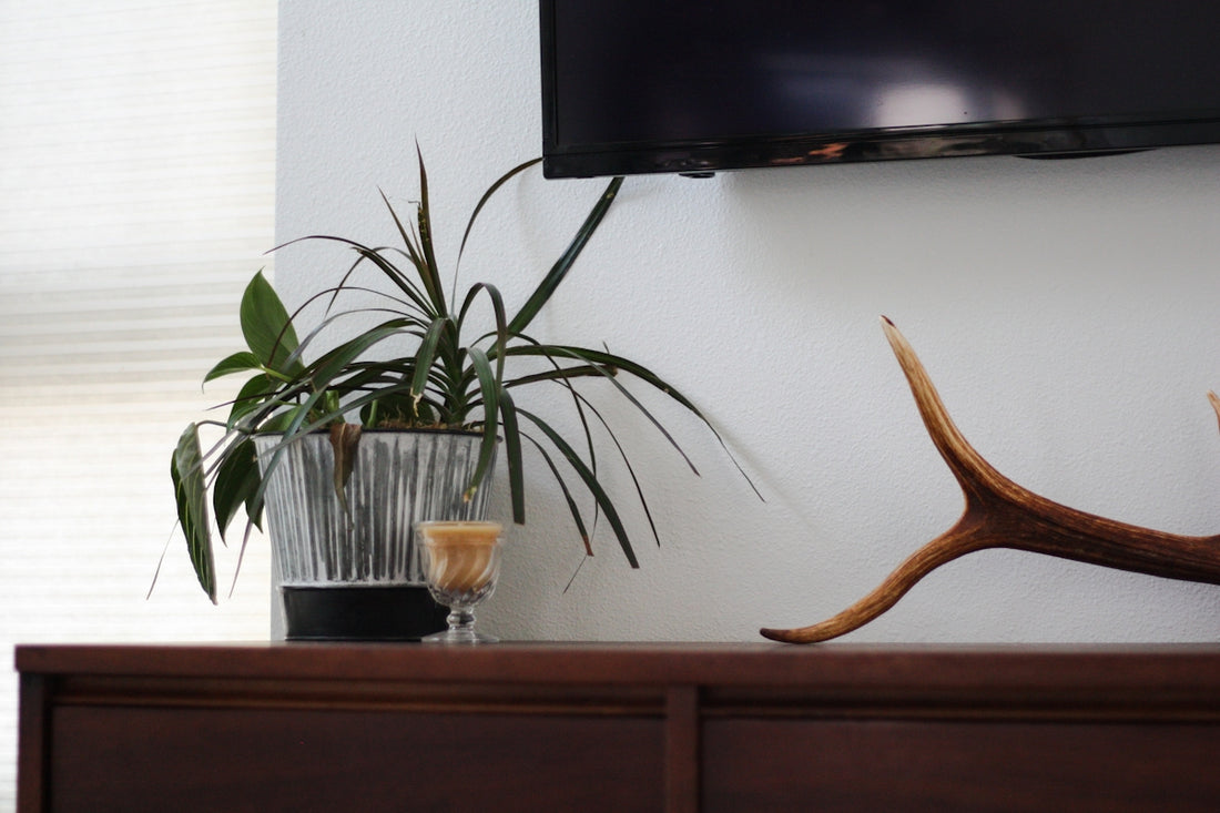 Plant and antler on wooden dresser near television.
