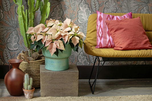 Potted poinsettias and cactus plants on a shelf.